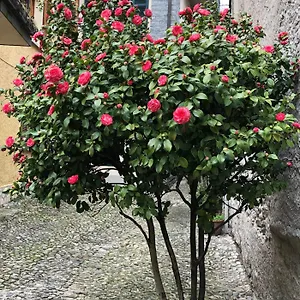 Apartment Casa, Domaso